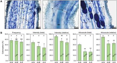 Drought stress reduces arbuscular mycorrhizal colonization of Poncirus trifoliata (L.) roots and plant growth promotion via lipid metabolism